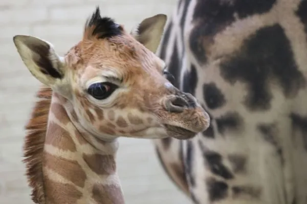 Op bezoek bij kleine girafjes