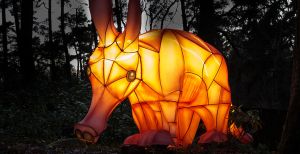 Over de foto: Leg een betoverende lichtroute af door Burgers' Zoo. Foto: Burgers' Zoo. Leg een betoverende lichtroute af door Burgers' Zoo. Foto: Burgers' Zoo.