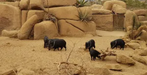 6 subtropische uitjes waar je heerlijk warm van wordt Ontdek bij Burgers' Zoo ook de wondere wereld van de woestijn. Foto: DagjeWeg.NL