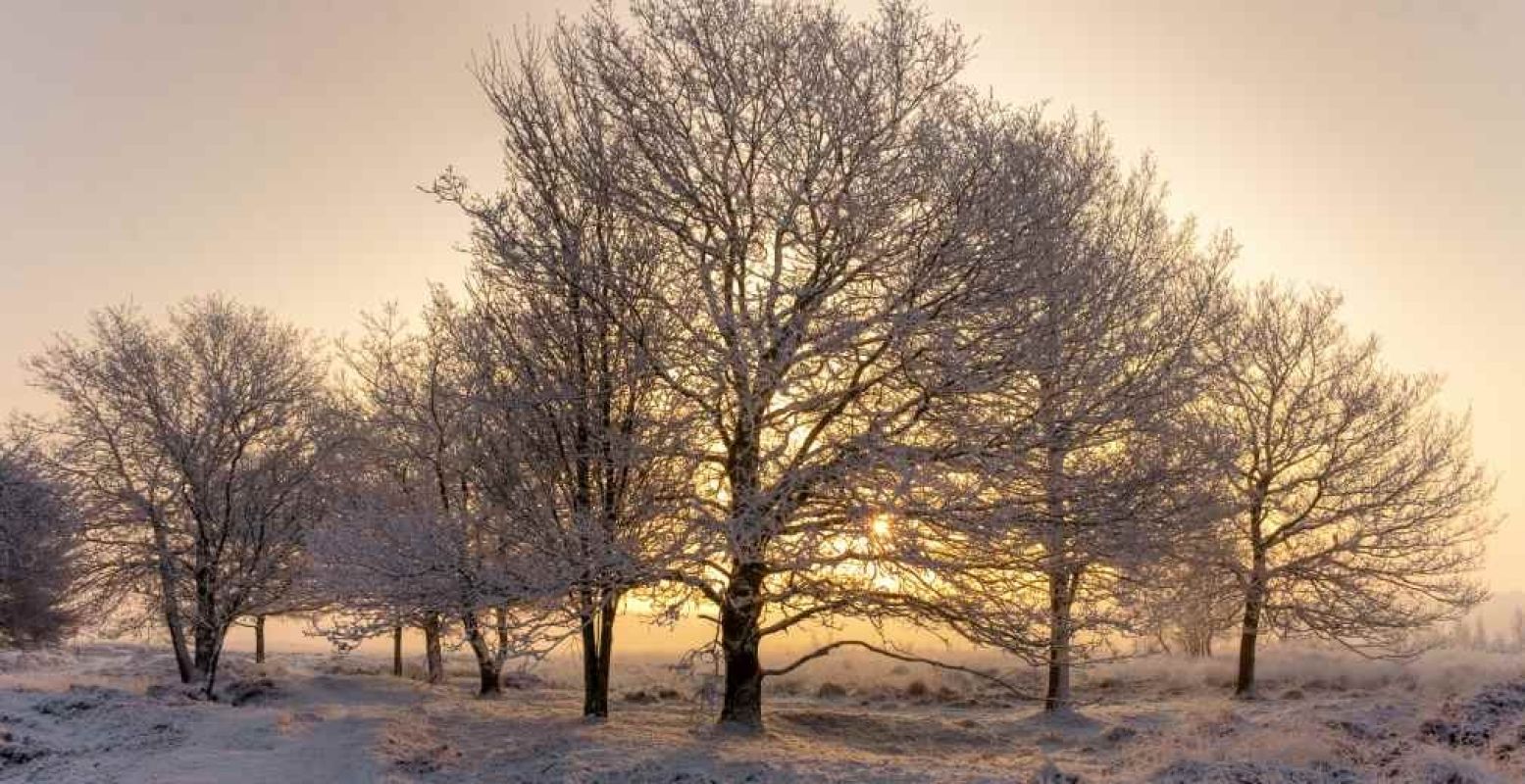 Nationaal Park Dwingelderveld. Foto: Natuurmonumenten © Erik Bethlehem.