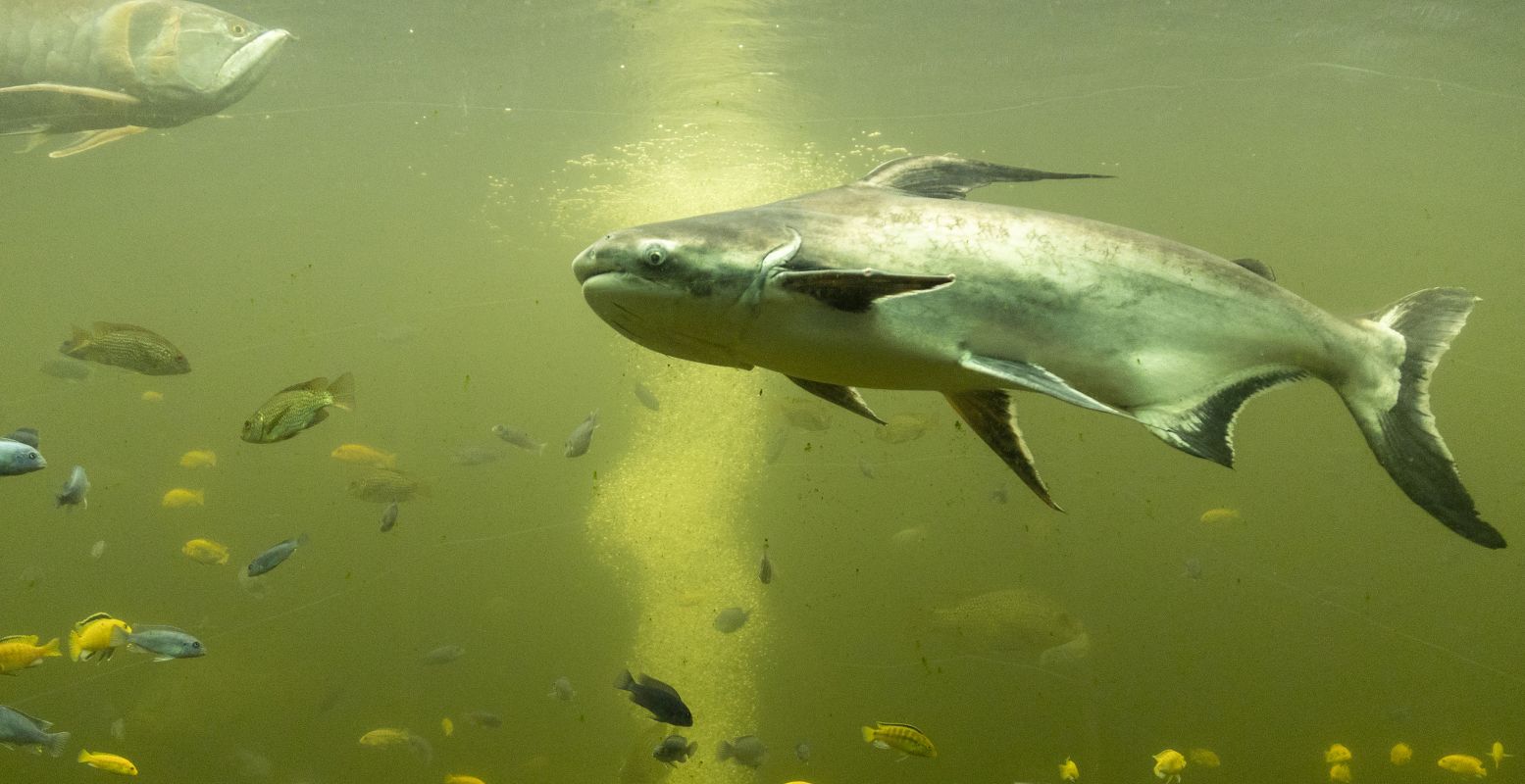 Spot de zoetwaterhaai in de gloednieuwe Pankong River. Foto: Pantropica