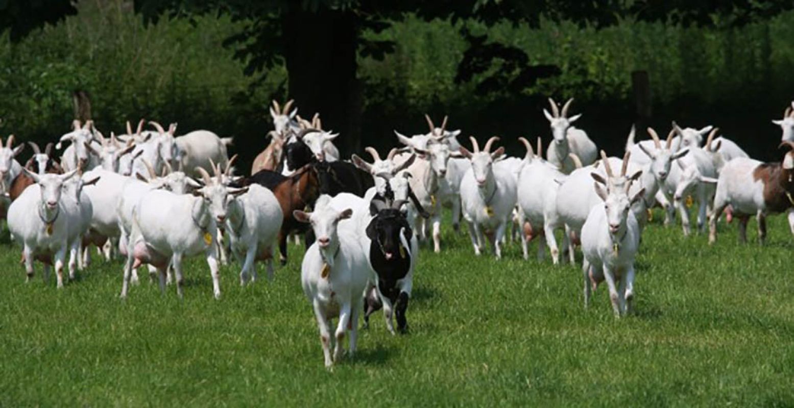 Tientallen geiten staan te trappelen om geaaid te worden. Foto: Geitenboerderij Ridammerhoeve.