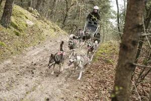 Vlieg achter husky's door de Limburgse bossen. Foto: Lowlandpack © Wendy de Graaf