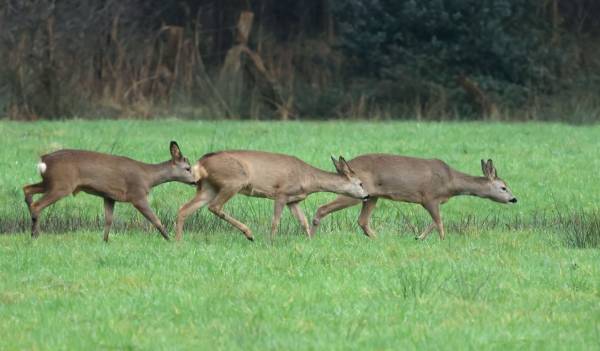 Reeën kijken in het Eerder Achterbroek Reeën kijken in het Eerder Achterbroek | Foto ge&uuml;pload door gebruiker Natuurmonumenten.