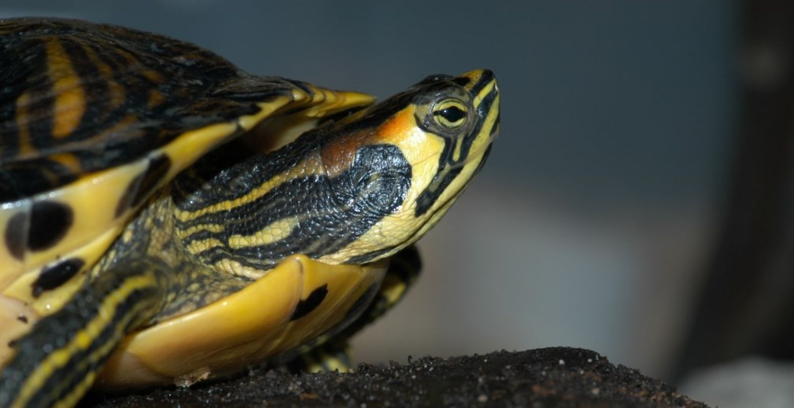 Een schildpad uit de collectie van ReptielenZOO SERPO. Foto: ReptielenZOO SERPO.