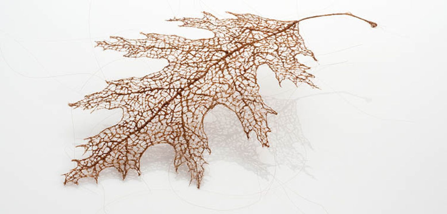 Kunstwerk: Leaf. Jaartal: 2011. Kunstenaar: Jenine Shereos. Materiaal: human hair. Afmetingen: 18 x 11.5 cm. Fotocredits: Robert Diamante.