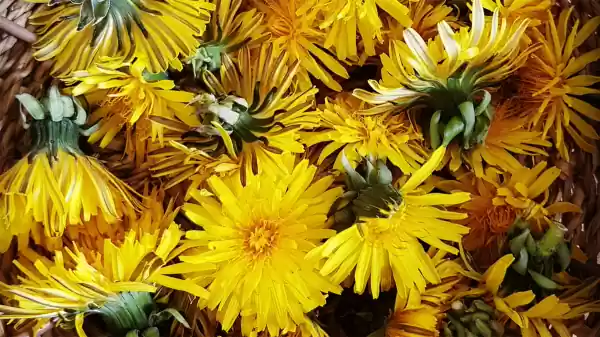 Een set paardebloemen | Foto ge&uuml;pload door gebruiker Staatsbosbeheer.