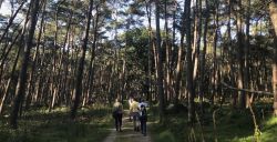 Wild spotten op de Veluwe