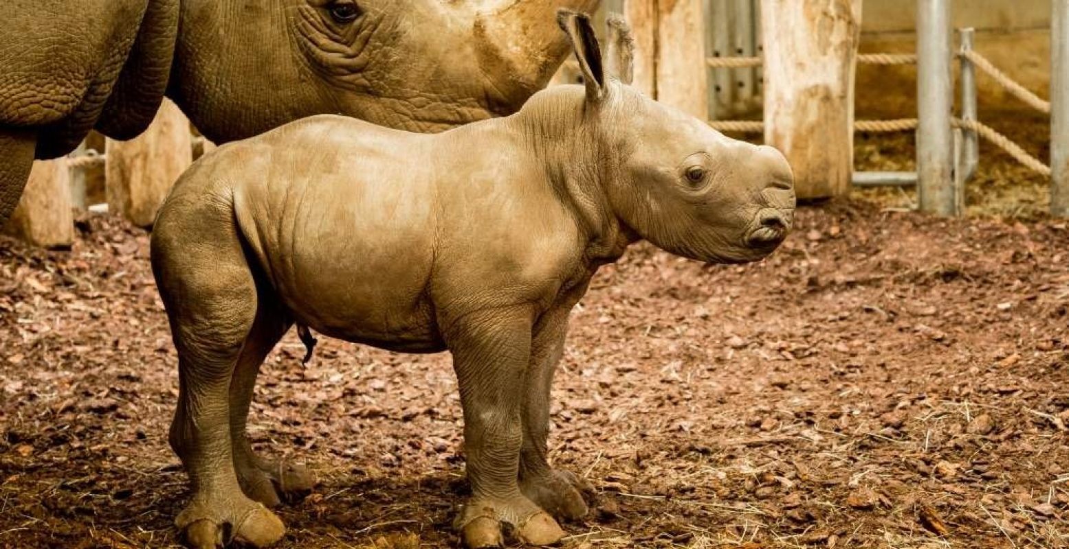 Het kersverse neushoornjong. Foto: Theo Kruse / Koninklijke Burgers' Zoo.