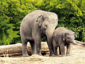 Ga op visite bij de olifantenfamilie. Foto: Diergaarde Blijdorp Â© Rob Doolaard.