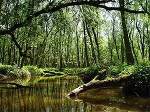 Rederij Biesboschtours Rondvaart door de Biesbosch.