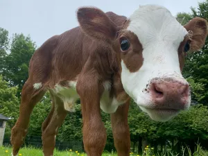 Maak kennis met de kalfjes. Foto: N. Hemmers