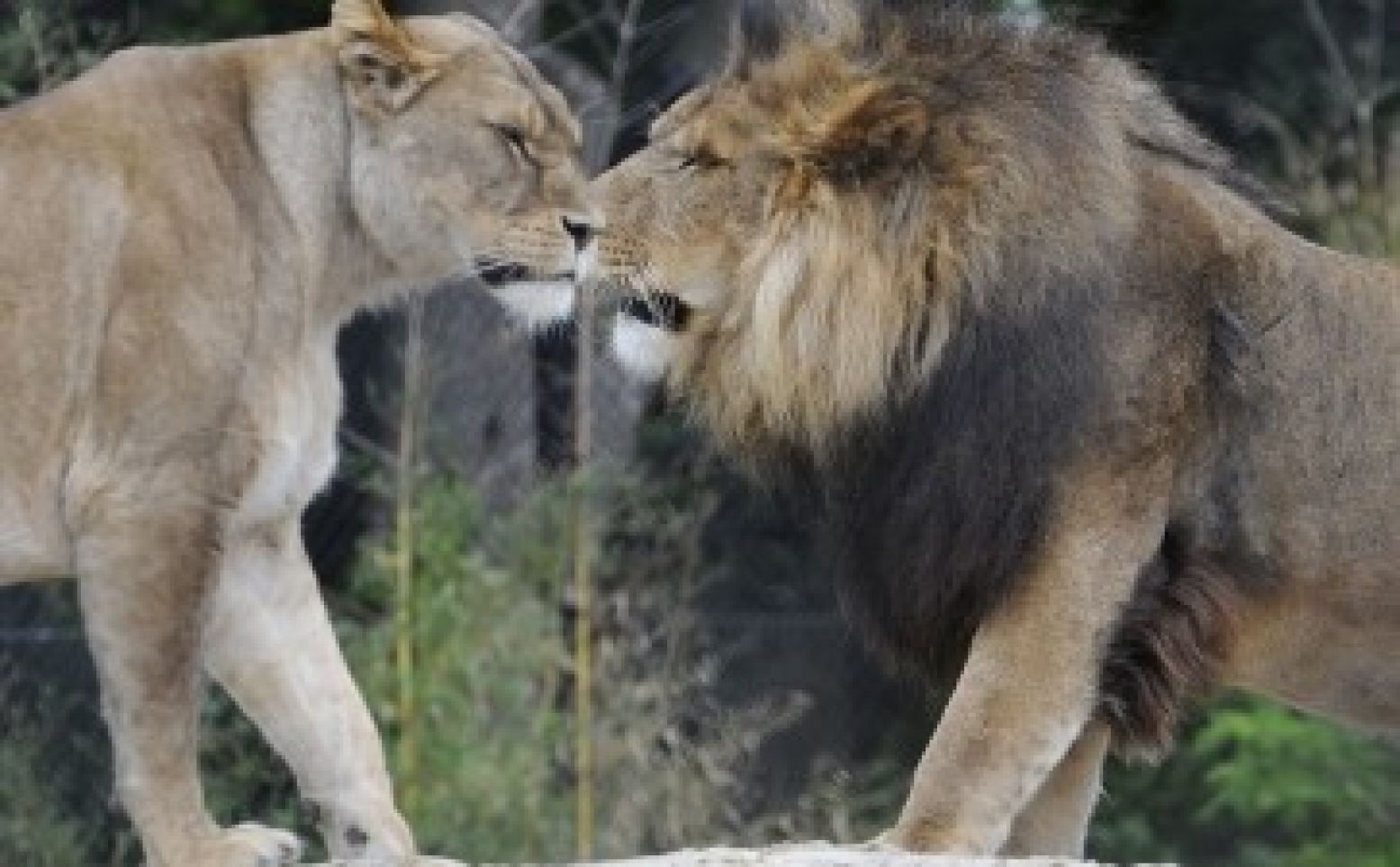 Leeuwen in een troep zijn elkaar altijd trouw. Foto: Dierenpark Emmen