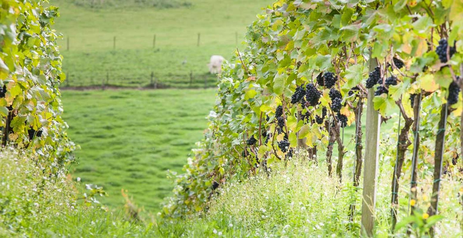 Struin rond tussen de wijnstokken, gewoon bij Wijngaard Stokhemer Wingert in Zuid-Limburg. Foto: © Visit Zuid-Limburg