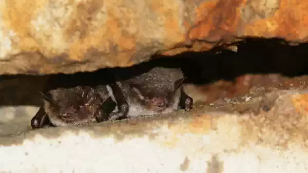 Vleermuizen van Boswachterij Dorst Twee vleermuizen | Foto ge&uuml;pload door gebruiker Staatsbosbeheer.