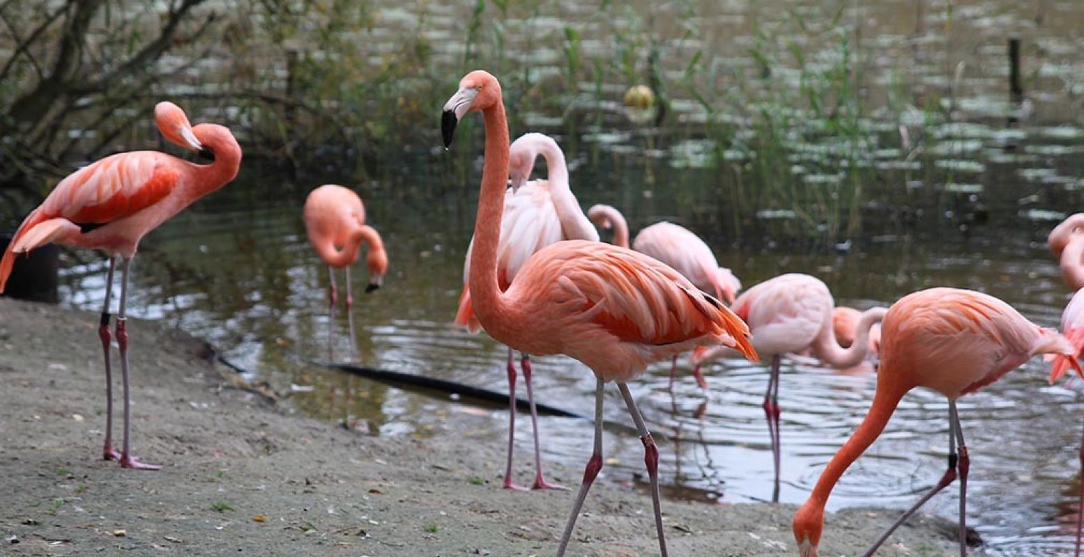 De flamingo's stappen parmantig rond in het park. Foto: DagjeWeg.NL.