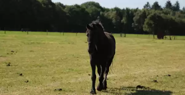 Te zien en doen in Soest