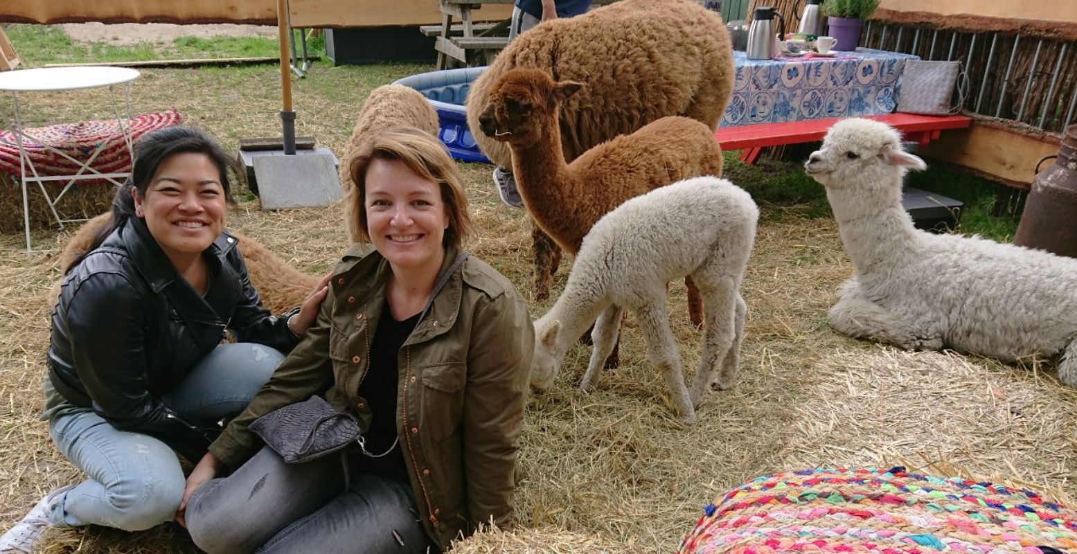 Theedrinken tussen de alpaca's. Foto: DagjeWeg.NL