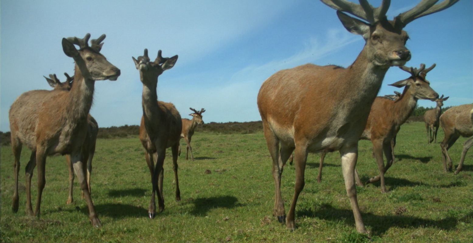 Achter de schermen in de natuur. Deze dieren werden vastgelegd door de Snapshot-cam op De Hoge Veluwe. Foto: Het Nationale Park De Hoge Veluwe.