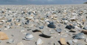 25/05/25 Schiermonnikoog Jutten en schelpen zoeken