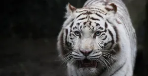 Twee witte tijgers overleden in Ouwehands Dierenpark