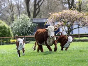 Beleefboerderij De Eekhoeve Bewonder de Hereford koeien in de wei. Foto: De Eekhoeve