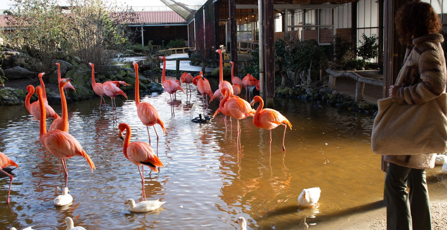 De flamingo's vallen meteen op met hun felroze veren. Je kunt ze van heel dichtbij bewonderen! Foto: DagjeWeg.NL