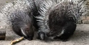 Beschuit met muisjes in de Nederlandse dierentuinen! Dit pasgeboren witstaartstekelvarkentje heeft zorgzame ouders. Foto: Dierenpark Amersfoort ©