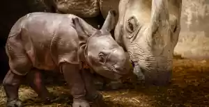 Een nieuw neushoorntje in Plankendael ZOO De kleine roze neushoorn kijkt voor het eerst de wereld in. Foto: ZOO Planckendael ©