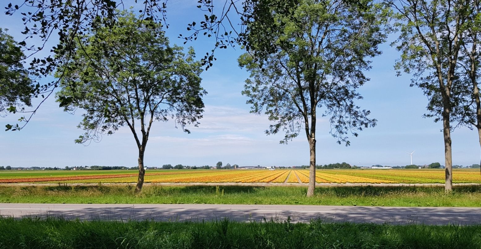 Ook in de zomer kom je in de Kop van Noord-Holland her en der langs enkele bloeiende bollenvelden. Foto: DagjeWeg.NL © Tonny van Oosten