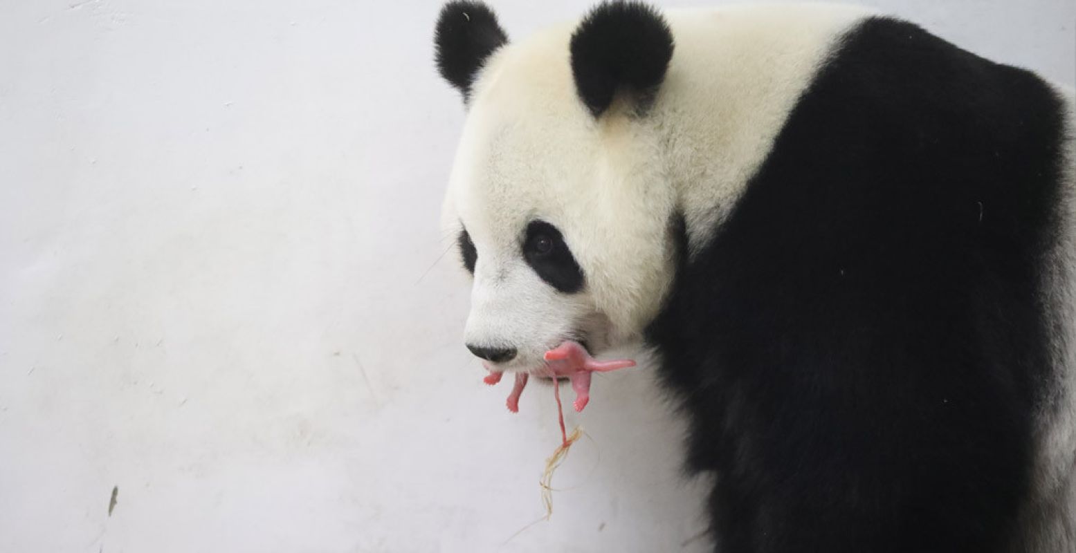 Hao Hao gedraagt zich als een zorgzame moeder. Foto: Pairi Daiza.