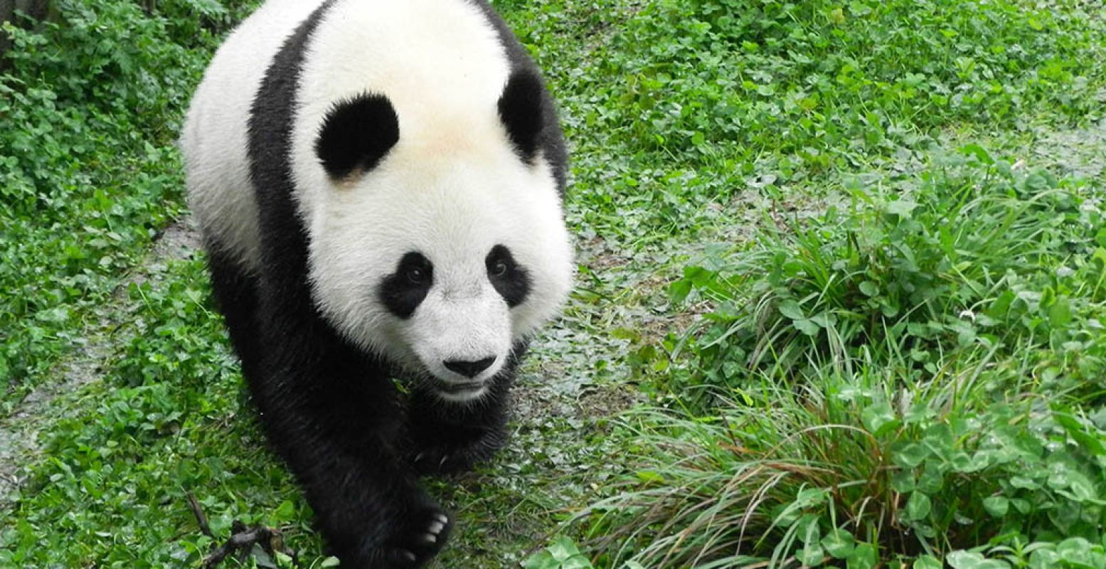 Reuzenpanda Wu Wen slentert door de natuur. Foto: © Ouwehands Dierenpark Rhenen.