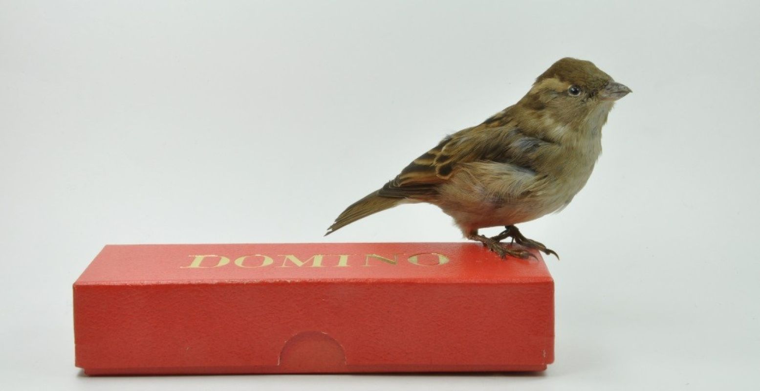 De bekende Dominomus, doodgeschoten omdat zij 23.000 dominostenen omgooide. Foto: Het Natuurhistorisch.