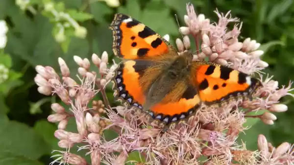 Vlinderteldag Roggebotzand kleine vos | Foto geüpload door gebruiker Staatsbosbeheer.