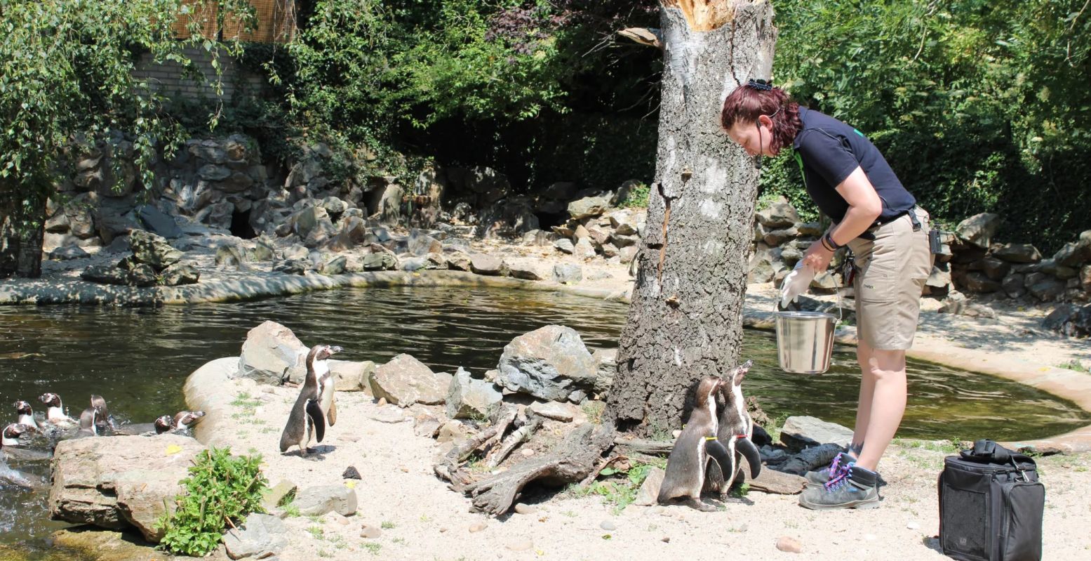 Bekijk de voedermomenten in Avifauna. Foto: DagjeWeg.NL