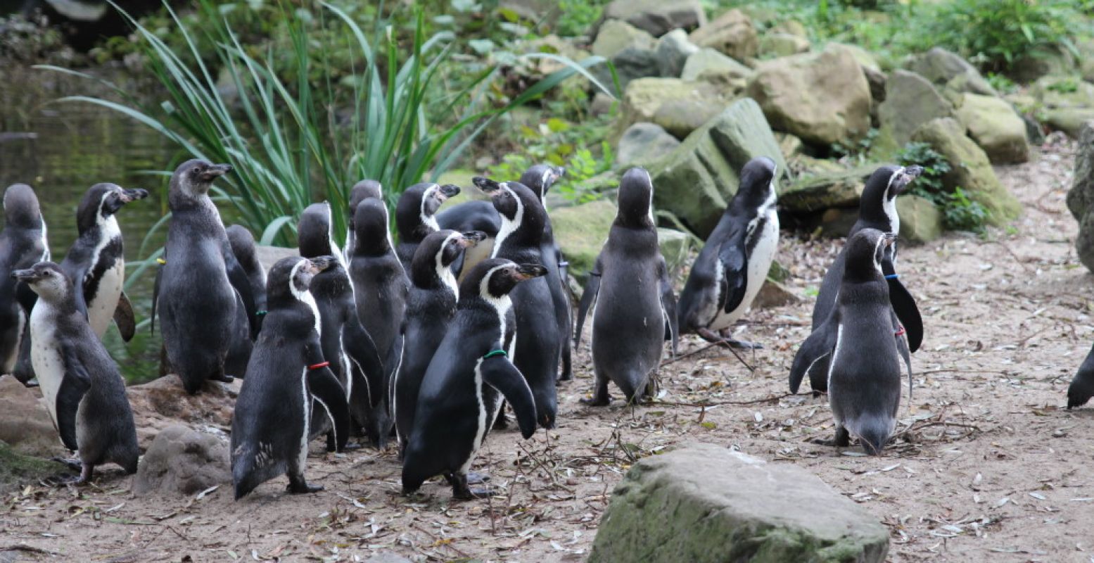 Vermijd drukte, dat is het devies. Ook in de dierentuin. Foto: DagjeWeg.NL, Coby Boschma