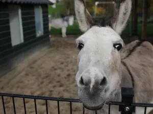 Kom op bezoek bij de gezellige dieren van Kinderboerderij De Ridder. Foto: DagjeWeg.NL