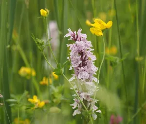 Orchideeënwandeling Foto geüpload door gebruiker Geldersch Landschap en Kasteelen