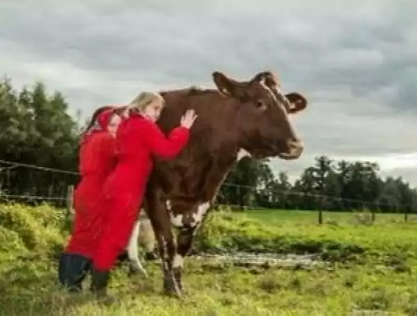 Boerderij Den Branderhorst Koeien knuffelen