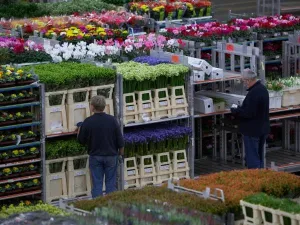 Foto: Royal FloraHolland.