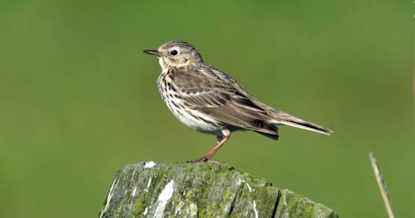 Overzomerende vogels in natuurgebied Waalenburg- De Marel, Texel Overzomerende vogels in natuurgebied Waalenburg- De Marel, Texel | Foto ge&uuml;pload door gebruiker Natuurmonumenten.
