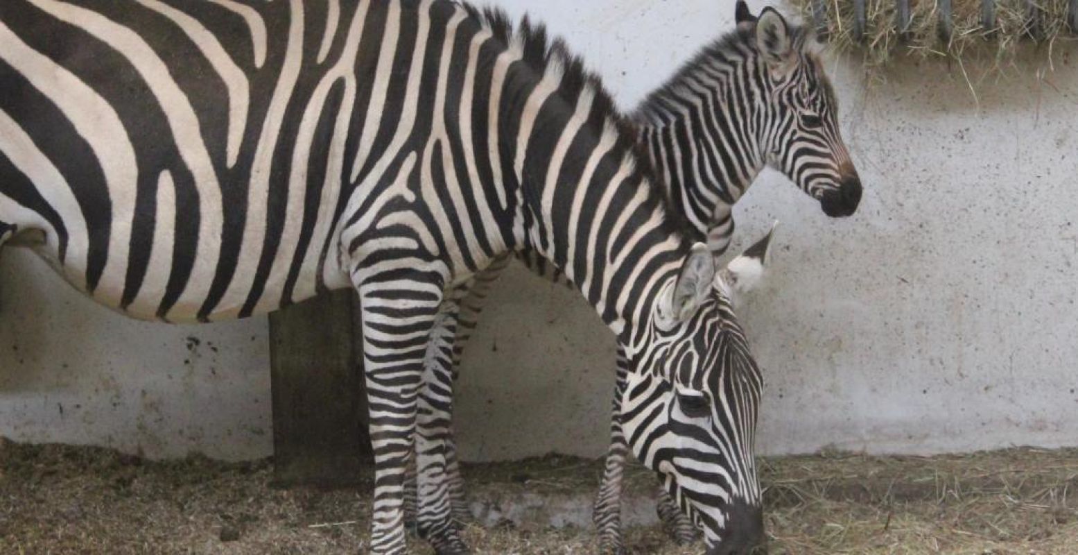 Een zebrajong in WILDLANDS. Foto: WILDLANDS Adventure Zoo Emmen