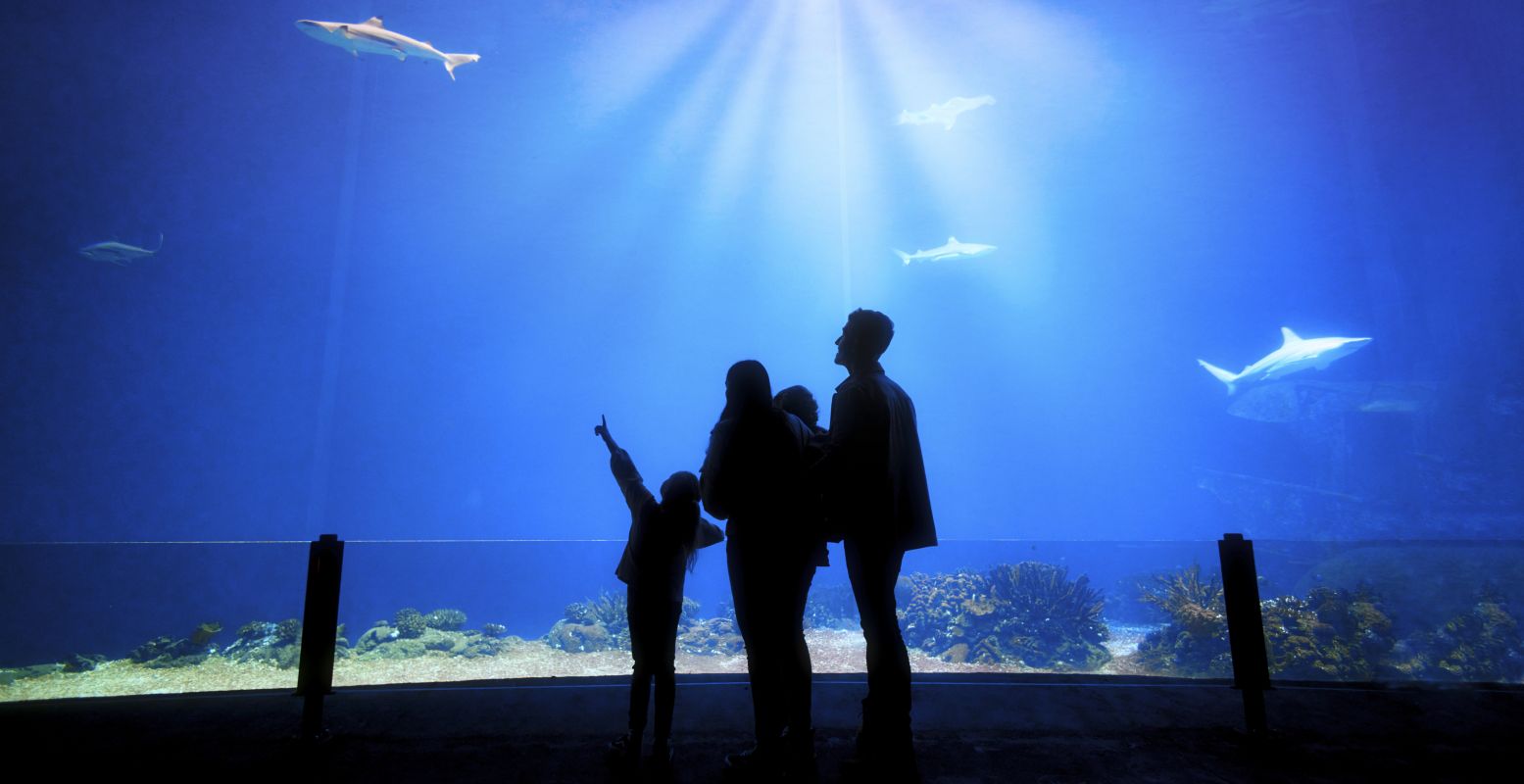 In de Ocean van Burgers' Zoo vind je het grootste levende koraalrif van Europa. Foto: Burgers' Zoo