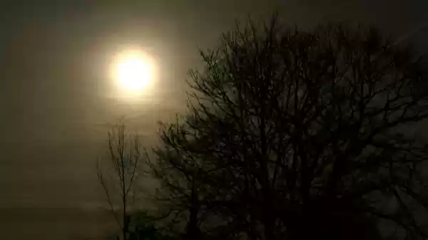 Donker bos en een volle maan | Foto ge&uuml;pload door gebruiker Staatsbosbeheer.