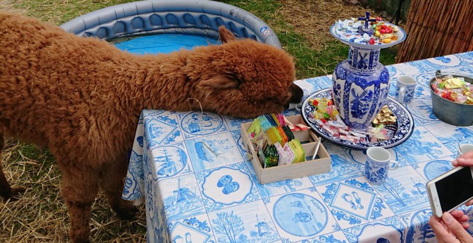 De alpaca's zijn erg tam en gewend aan mensen. Deze deugniet probeerde stiekem te snoepen. Foto: DagjeWeg.NL.