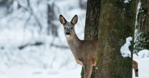 Met de gids op stap in Februari Met de gids op stap in FebruariFoto geüpload door gebruiker Natuurmonumenten.