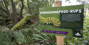 Wie durft? Wandelen tussen gigantische insecten