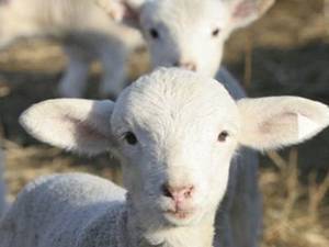 Kampeer bij de boer op een akkerbouwbedrijf FarmCamps De Kamperhoek, Vogelwaarde, Zeeland