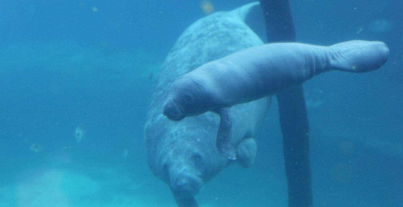 De pasgeboren zeekoe in de mangrove van Burgers' Zoo. Foto: Koninklijke Burgers' Zoo