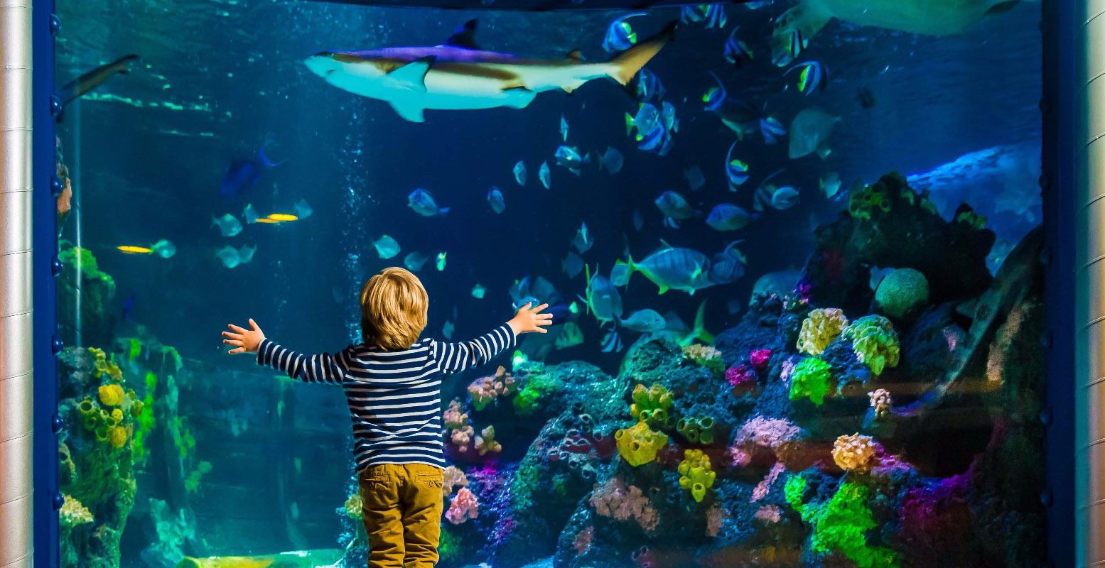 Ontdek wat er allemaal leeft in de zee bij Sea Life. Foto: Sea Life